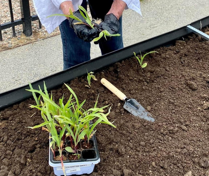 Celebrating Community Garden Week: Cultivating Connections at Melody Living