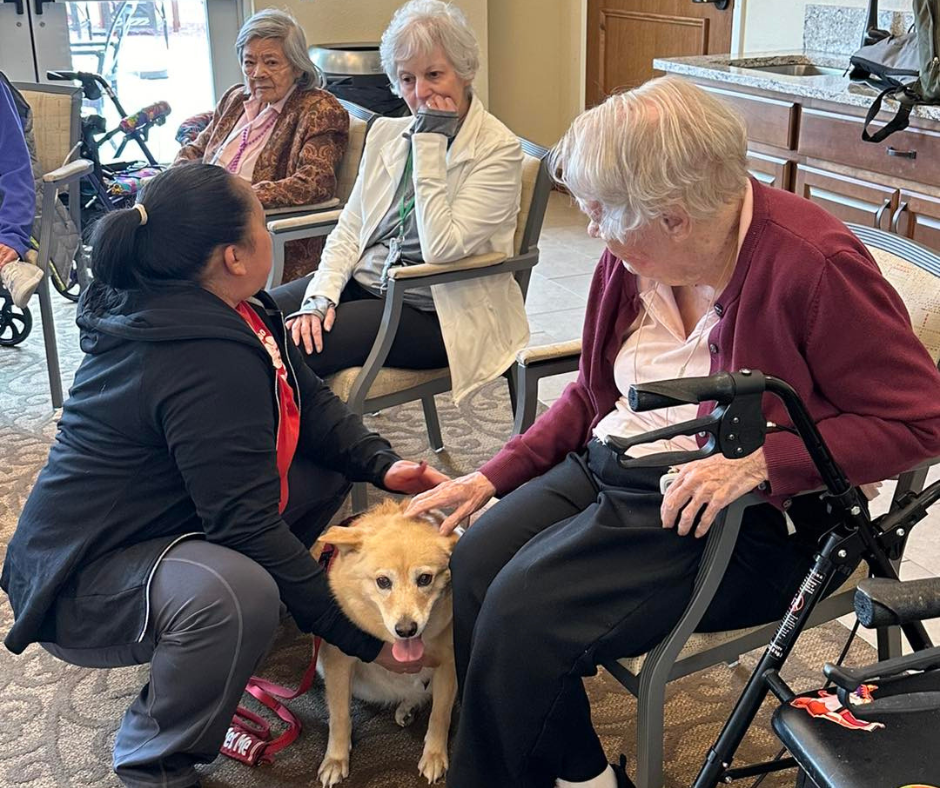 the joy and comfort that comes from interacting with our therapy dogs